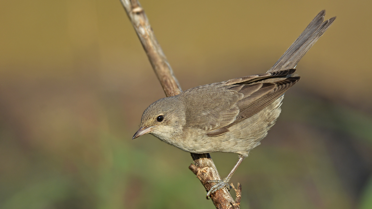 Barred Warbler
