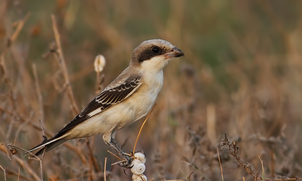 Lesser Grey Shrike