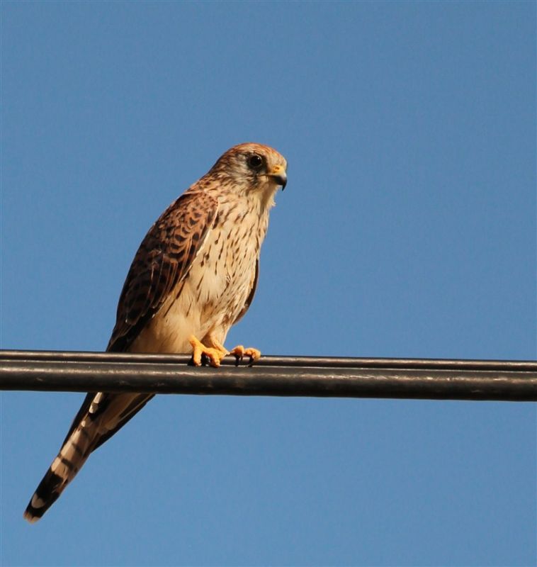 Common Kestrel