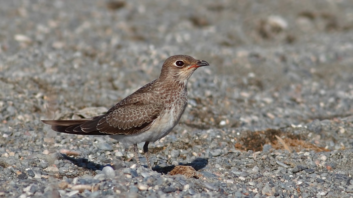 Collared Pratincole