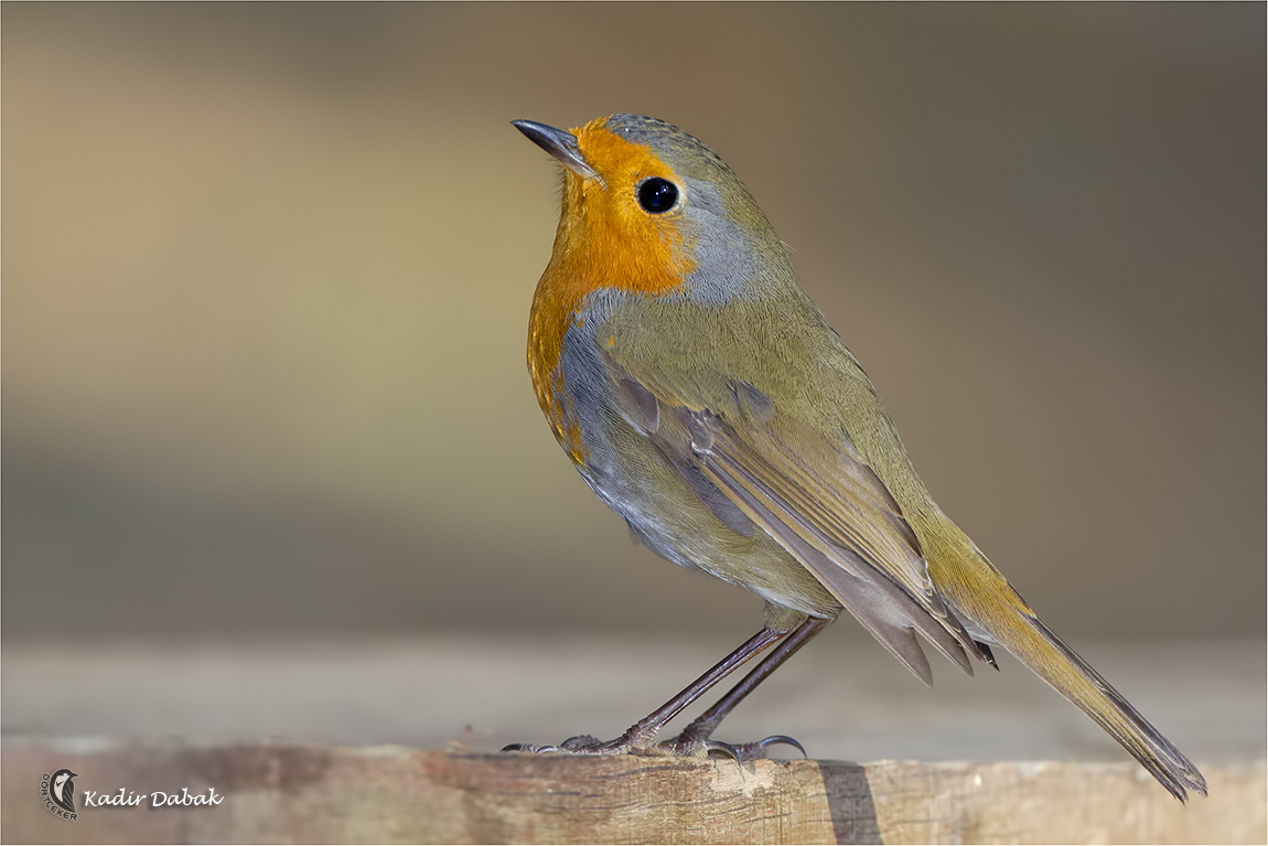 European Robin