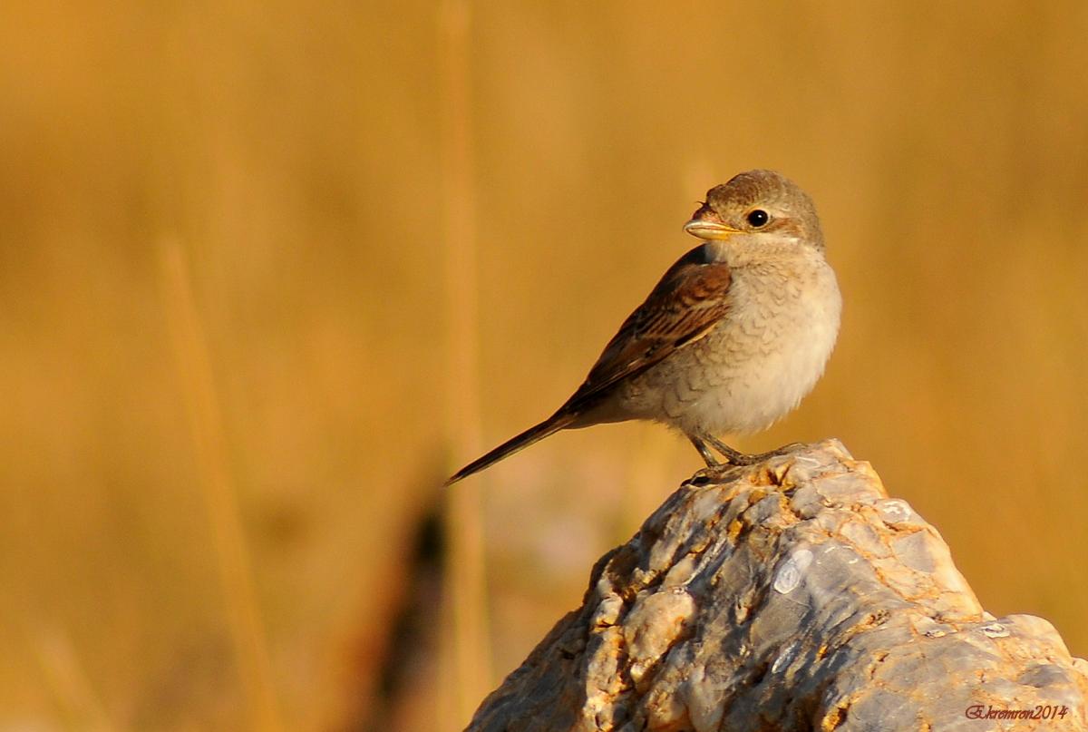 Red-backed Shrike