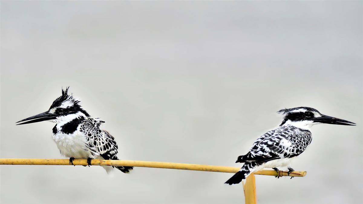 Pied Kingfisher