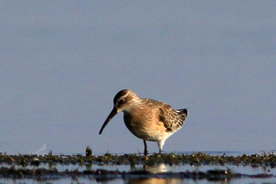Curlew Sandpiper