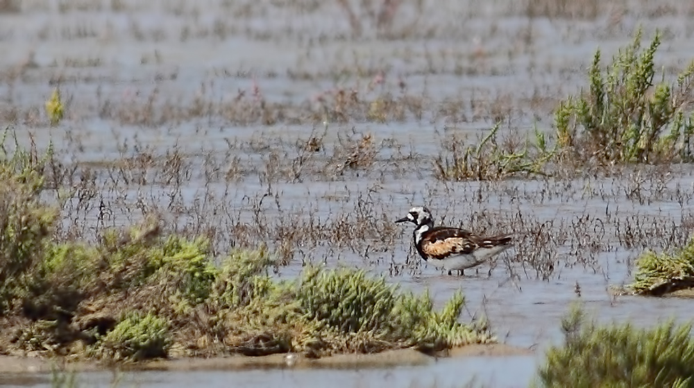 Ruddy Turnstone