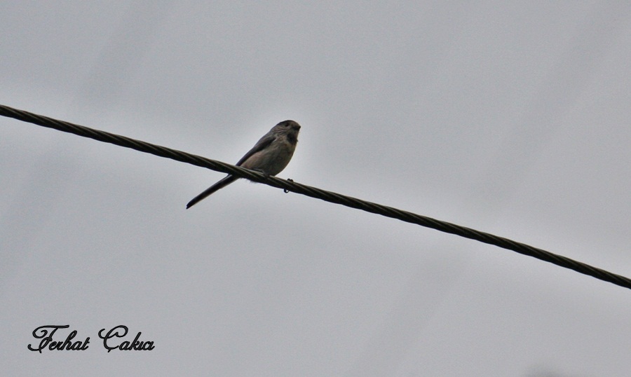 Long-tailed Tit
