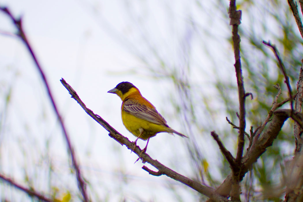 Black-headed Bunting