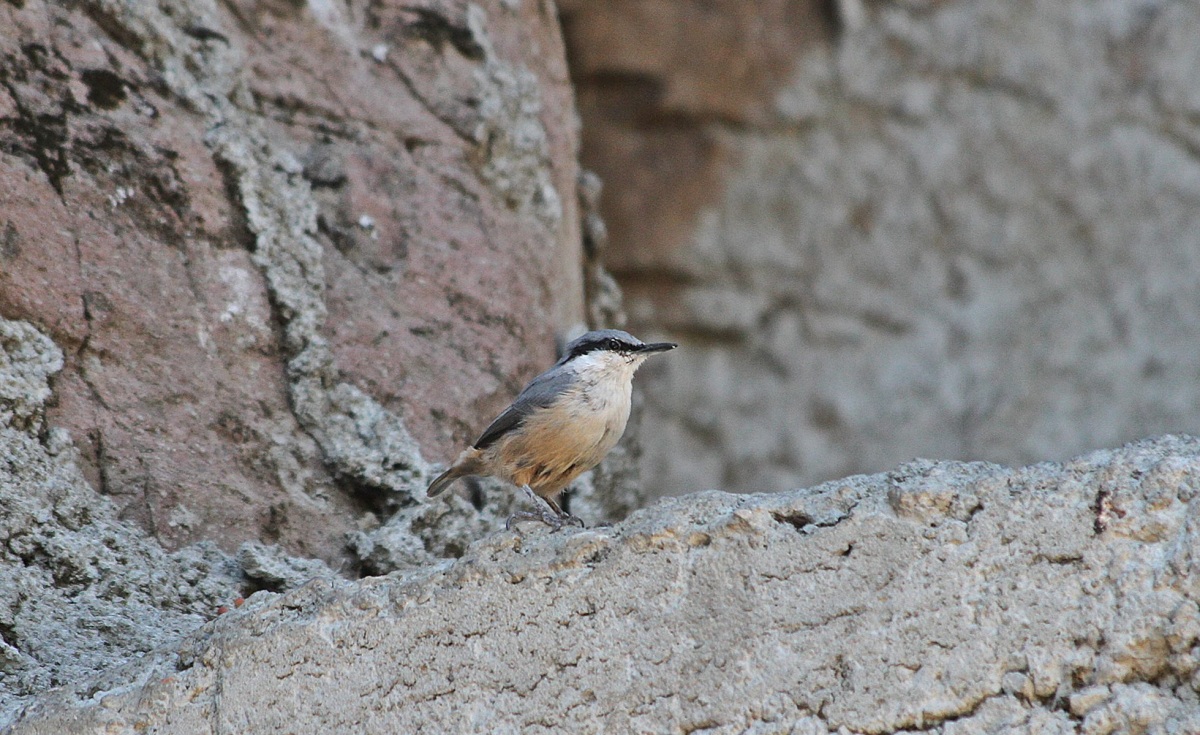 Western Rock Nuthatch