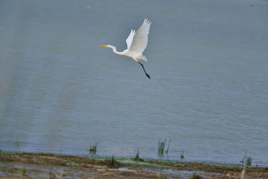 Great Egret