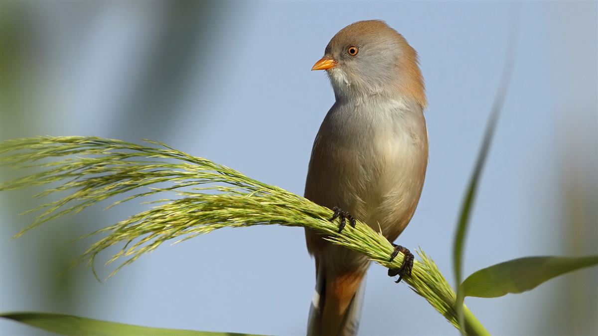 Bearded Reedling