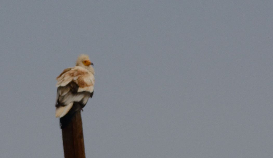 Egyptian Vulture