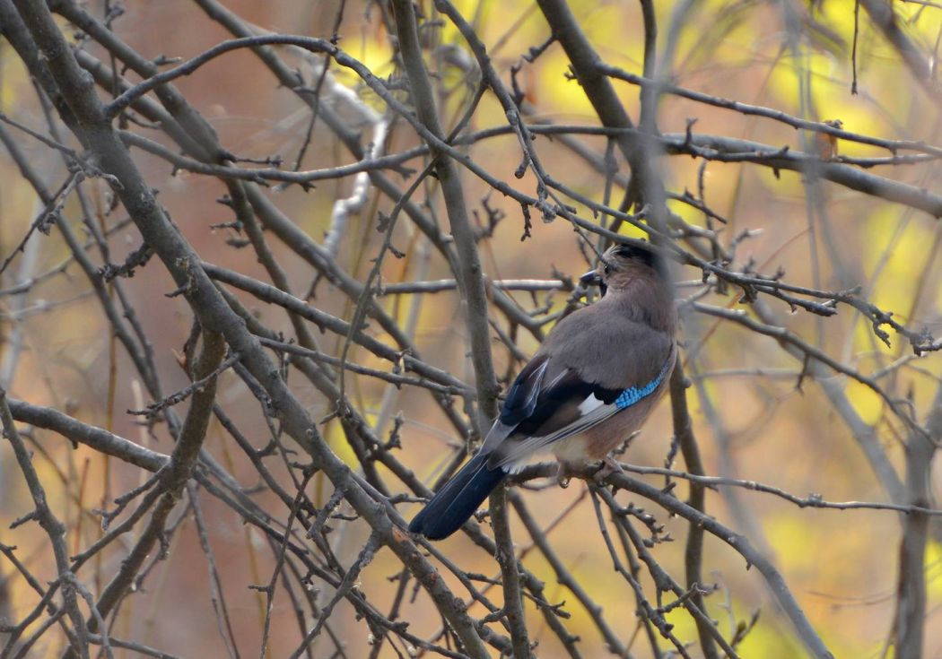 Eurasian Jay