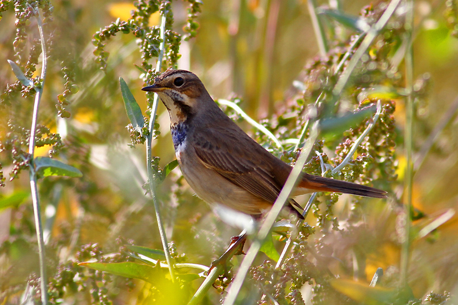 Bluethroat