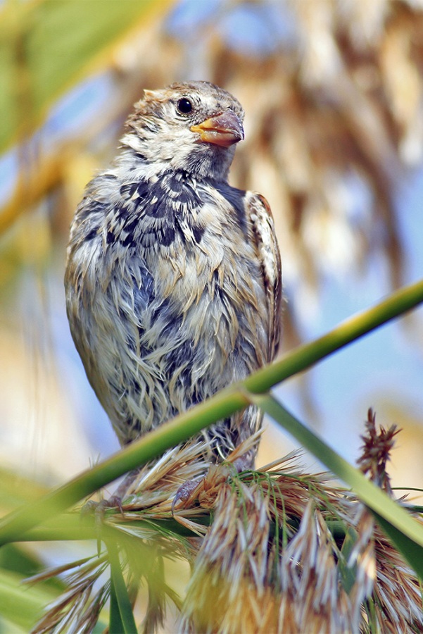 House Sparrow