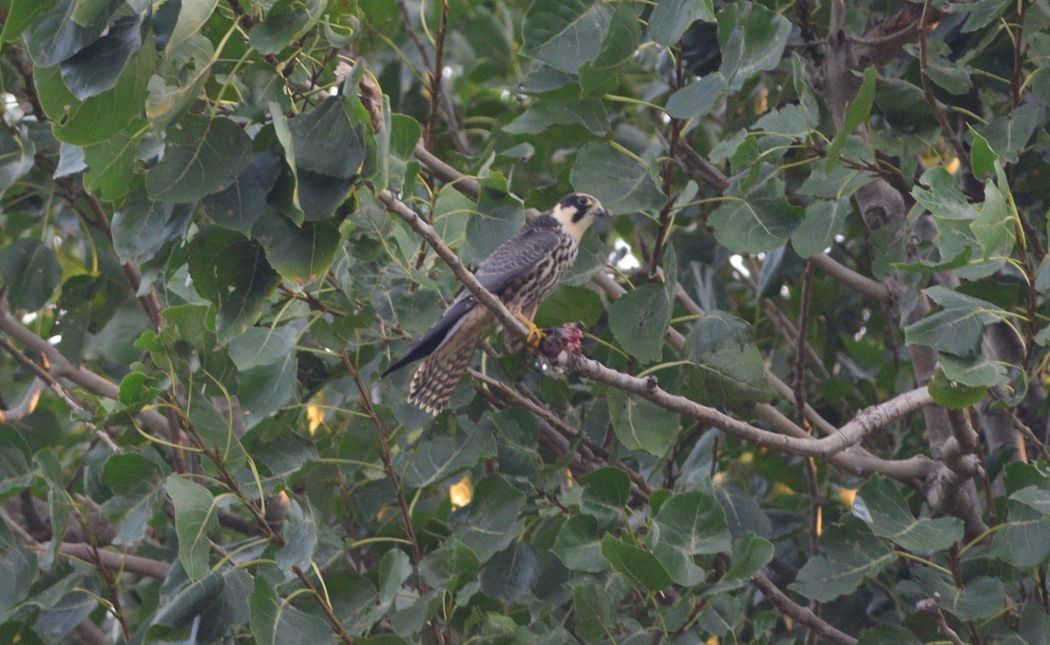 Eurasian Hobby