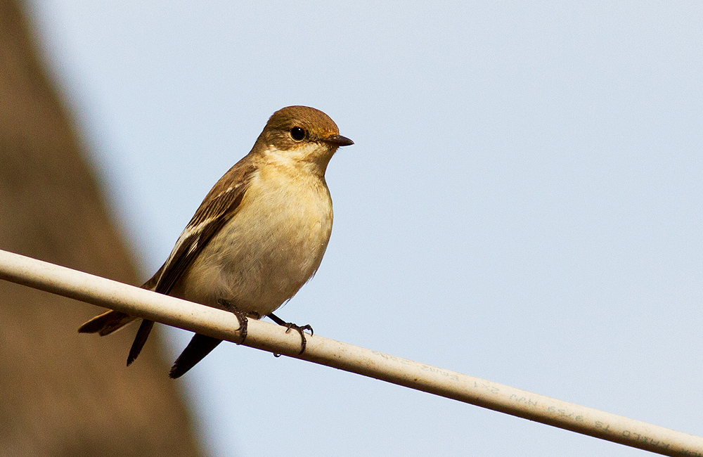 Semicollared Flycatcher