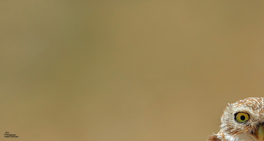 Little Owl