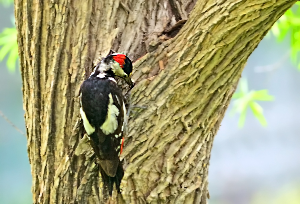 Syrian Woodpecker