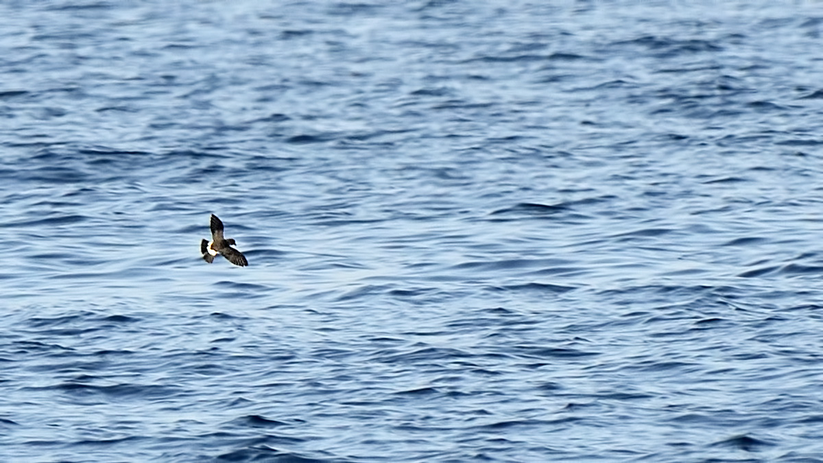 European Storm Petrel