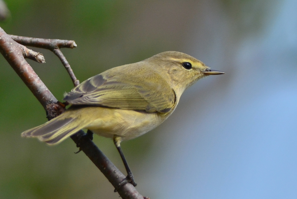 Common Chiffchaff