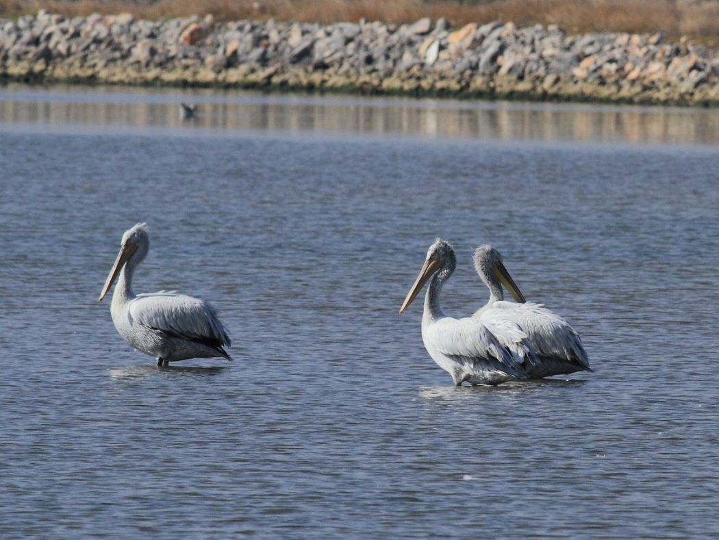 Dalmatian Pelican