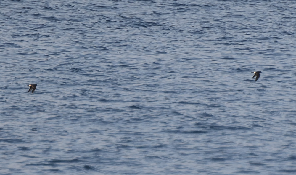 European Storm Petrel
