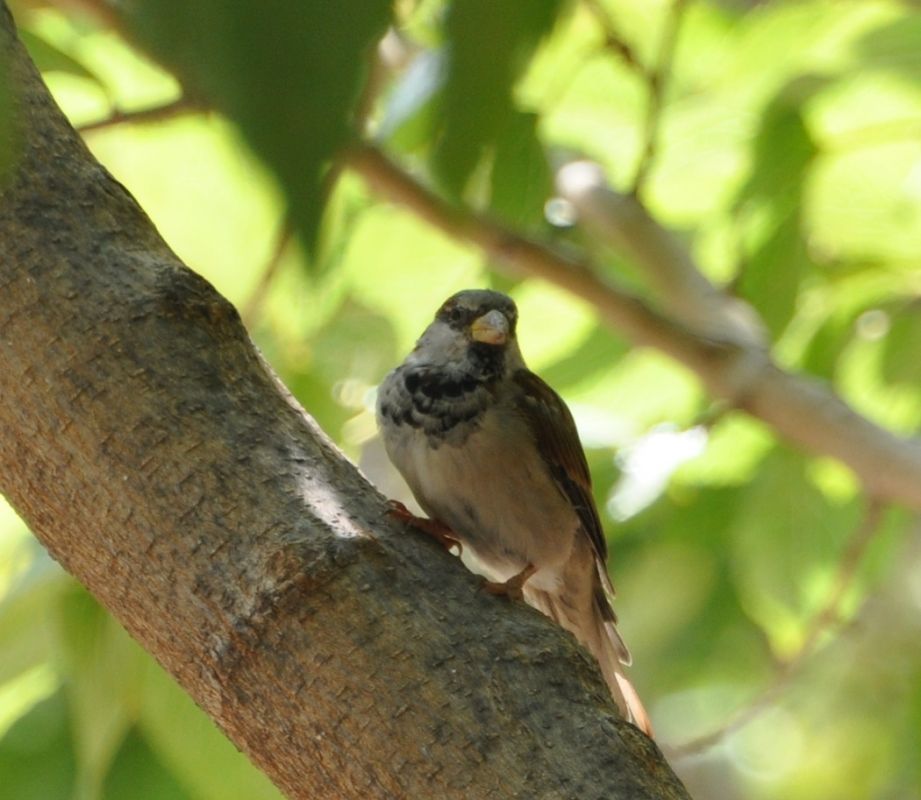 House Sparrow