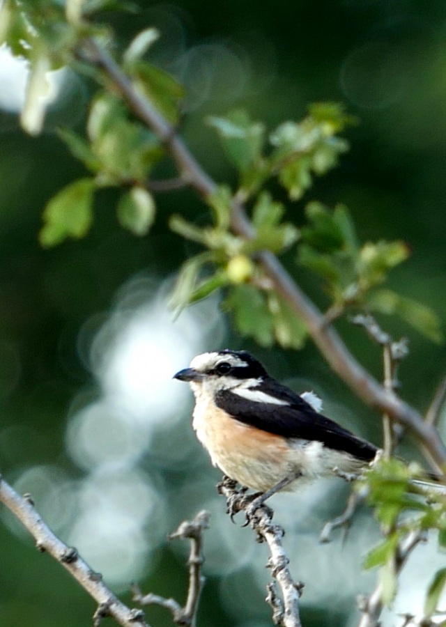 Masked Shrike