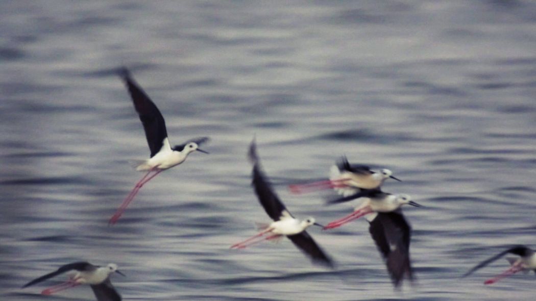 Black-winged Stilt