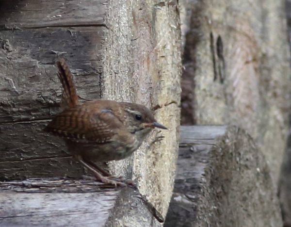 Eurasian Wren