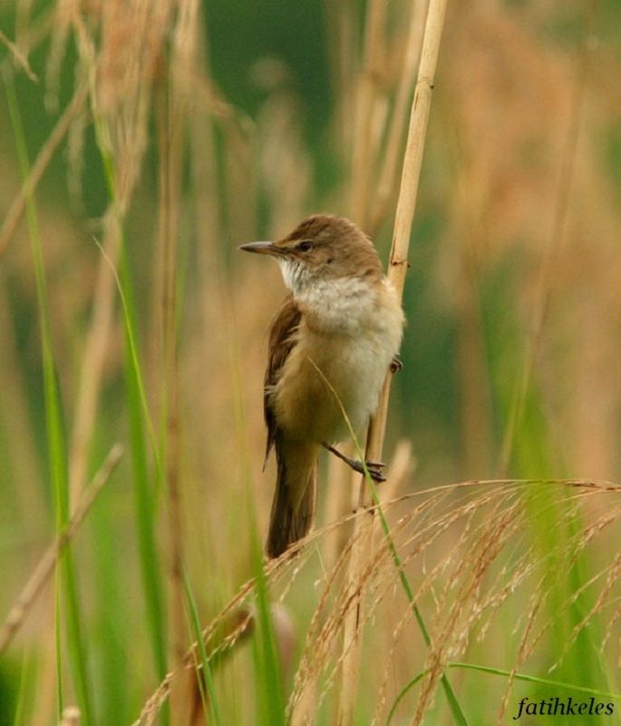 Great Reed Warbler
