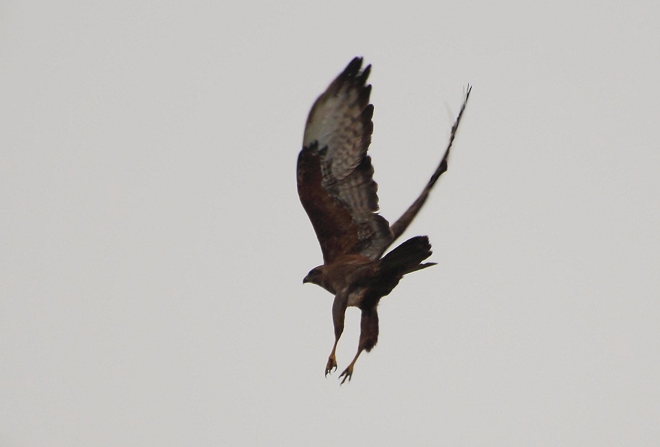 Common Buzzard