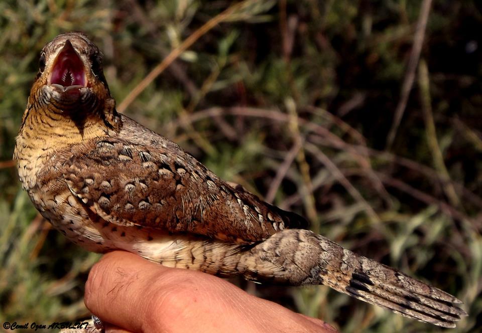 Eurasian Wryneck