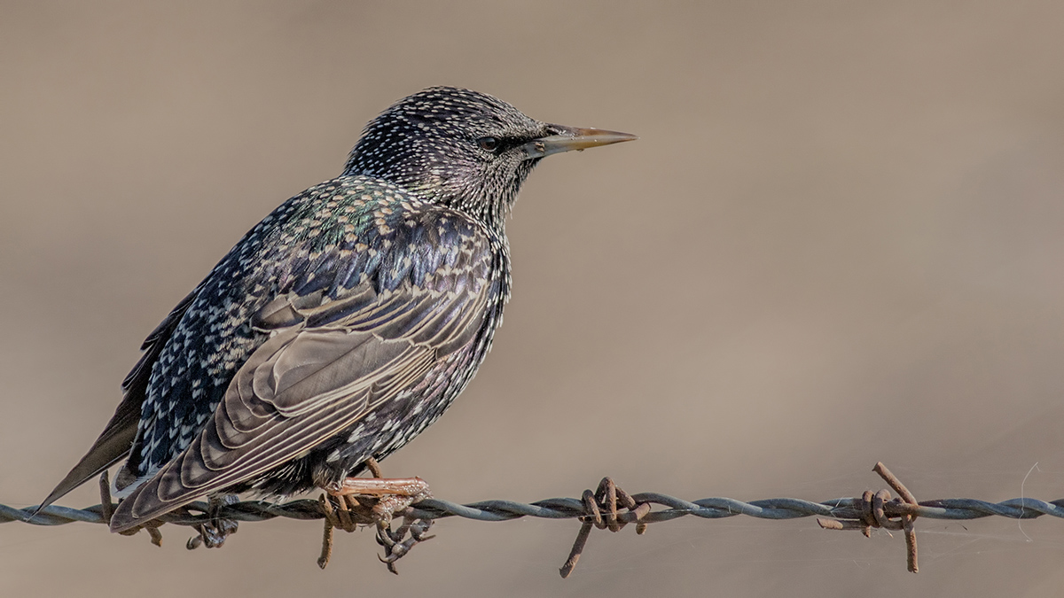 Common Starling