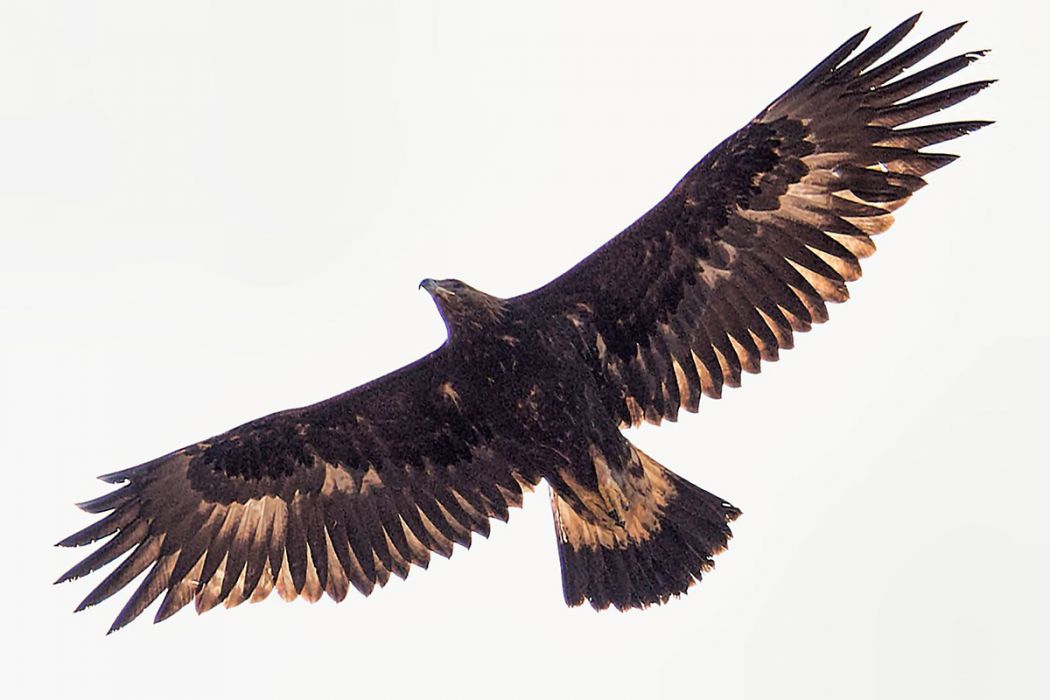 Golden Eagle