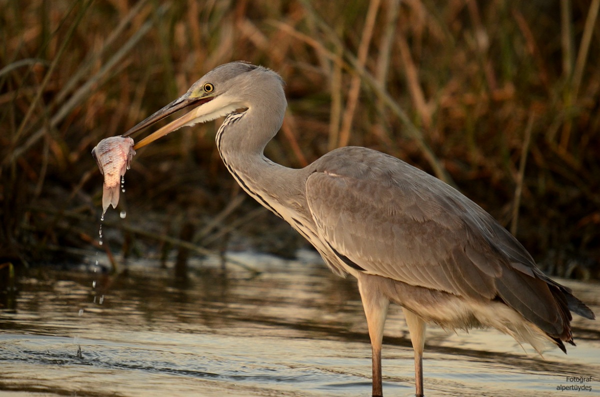 Grey Heron