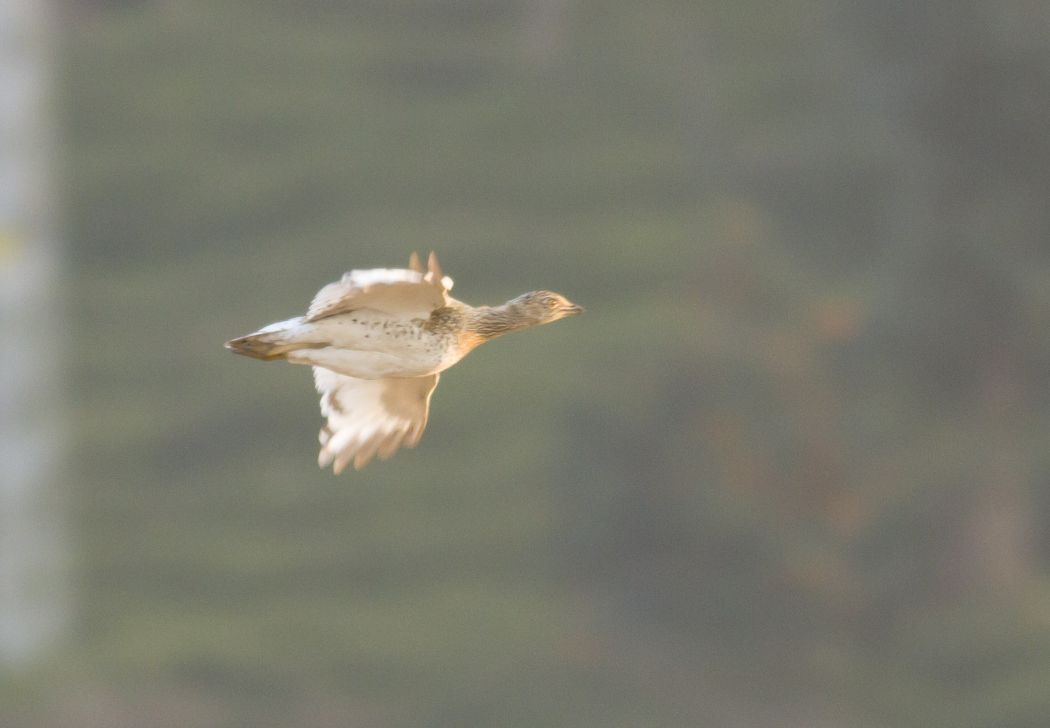 Little Bustard
