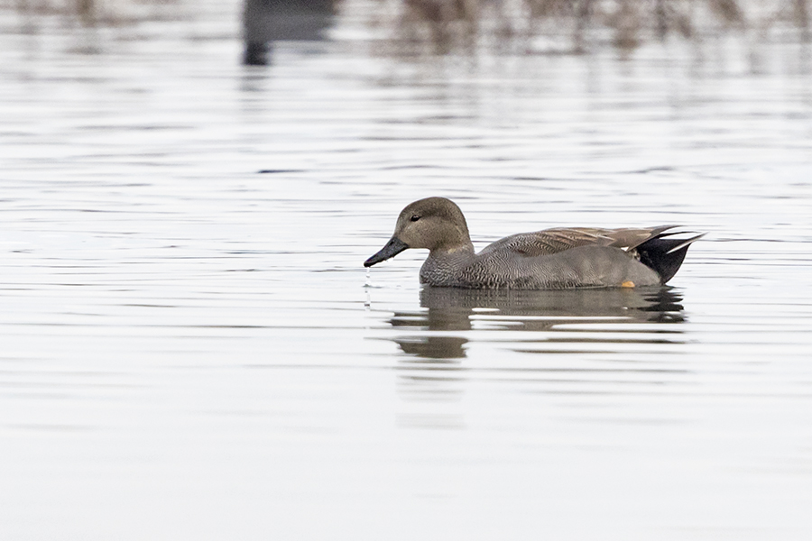 Gadwall