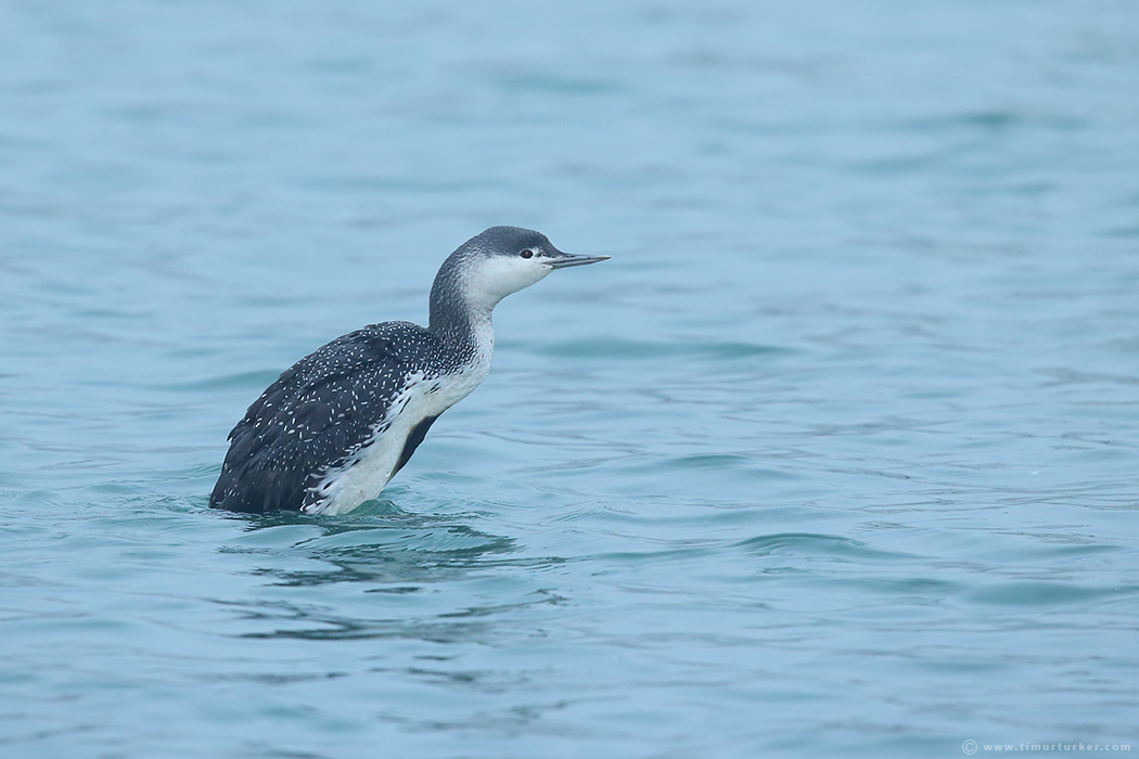 Red-throated Loon