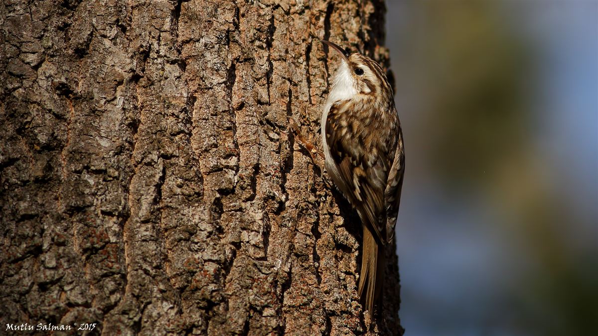 Eurasian Treecreeper