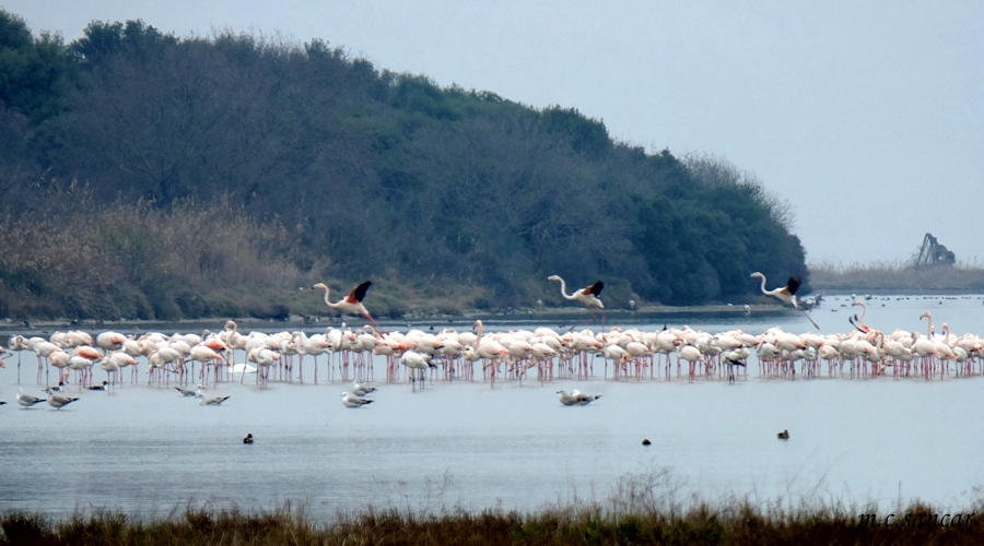 Greater Flamingo