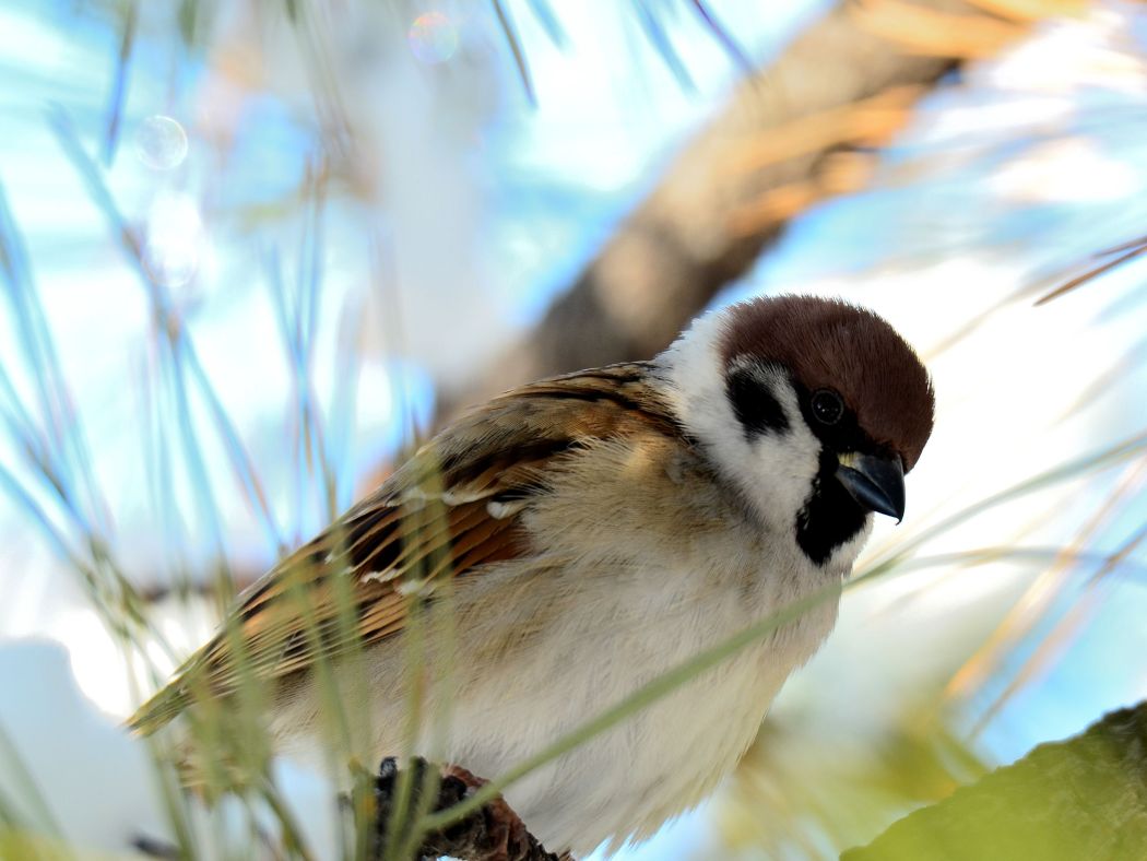 Eurasian Tree Sparrow