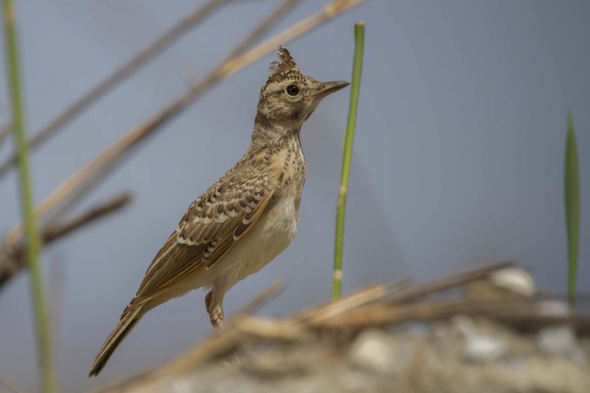 Crested Lark