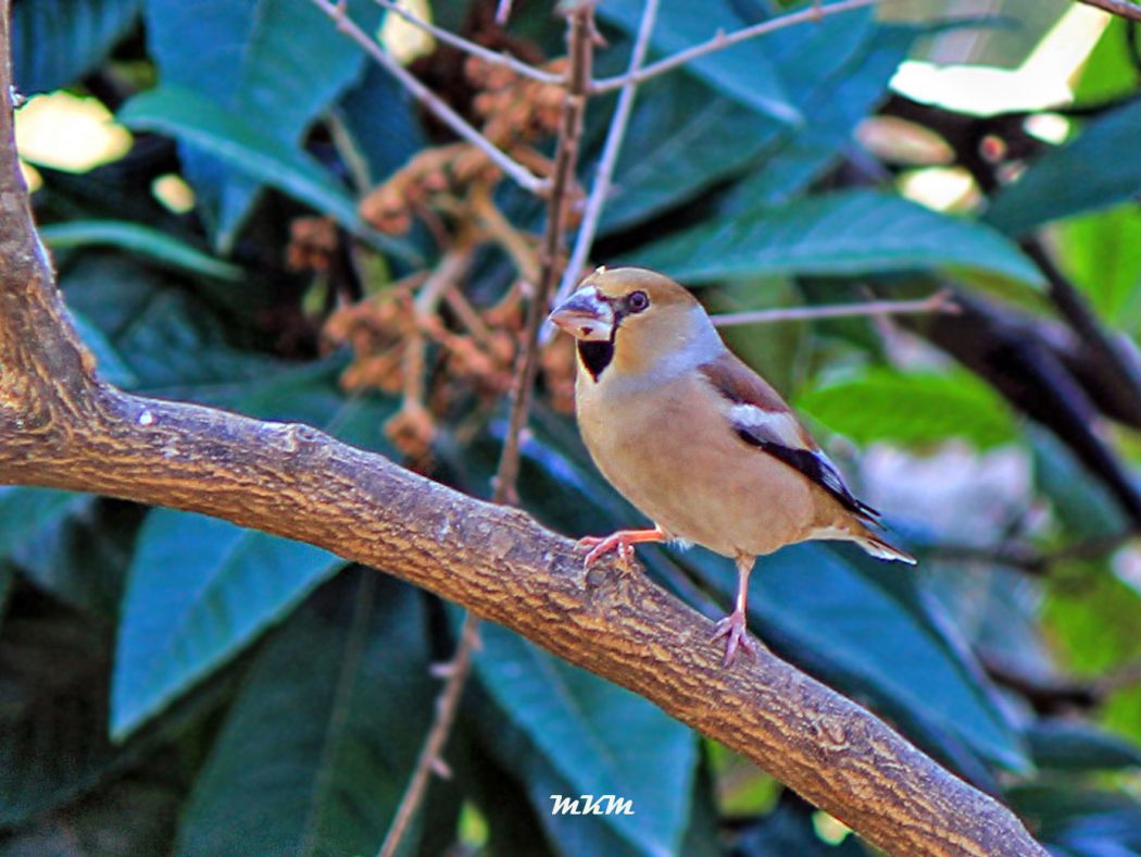 Hawfinch