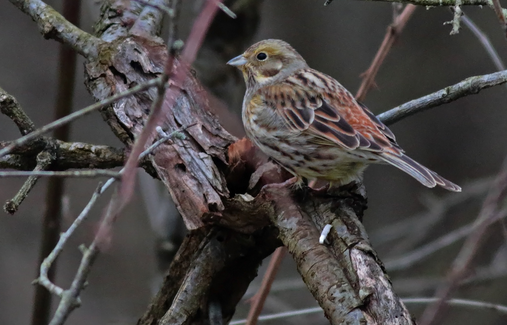 Yellowhammer