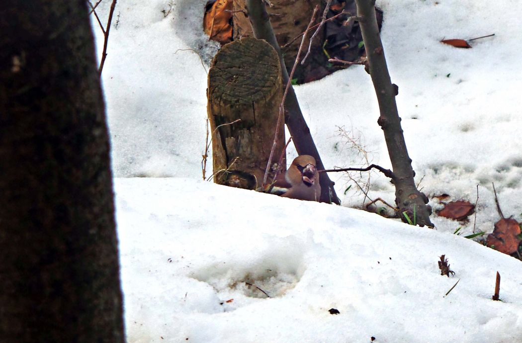 Hawfinch