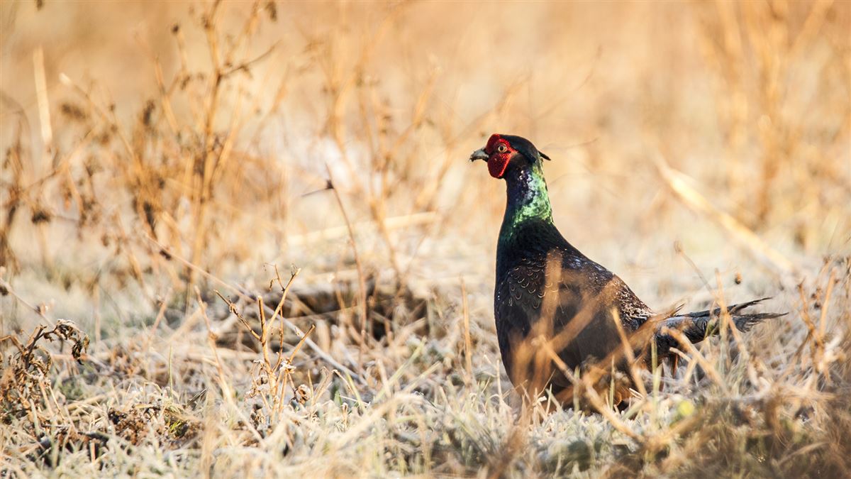 Common Pheasant