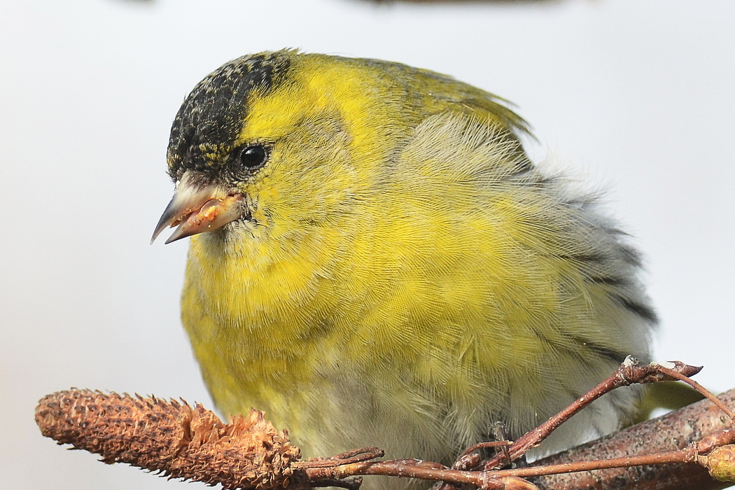 Eurasian Siskin