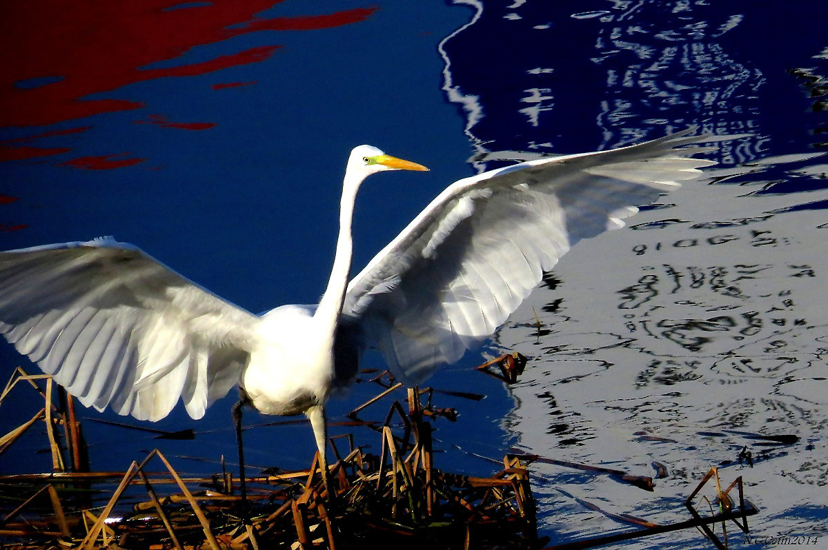 Great Egret
