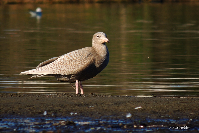 Glaucous Gull